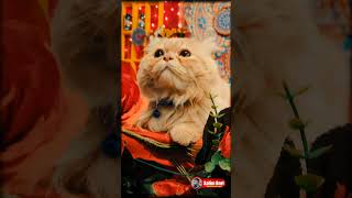 When a Persian Cat Takes Over the House 👑🐱 ytshort cat catlovers [upl. by Tad142]