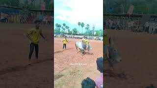 ❤️👍வடம் ❤️👍👌panthayam horserace race jallikattu reels tamil vadamanjuvirattu songs [upl. by Lav]