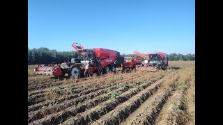 dewulf enduro potato harvest [upl. by Mordy]