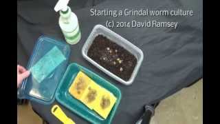 Starting a Grindal Worm culture from almost nothing [upl. by Alihs]