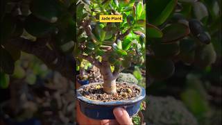 Top 5 Lucky Plants for Your Home Boost Prosperity and Joy homegarden luckyplants myvatika [upl. by Patterman]