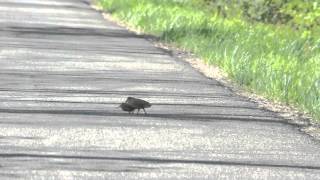 American Woodcock walk [upl. by Nyret]