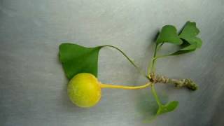 Ginkgo biloba seed [upl. by Allicserp]