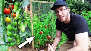 The Ultimate Tomato Trellis Every Gardener Needs [upl. by Kaleb]