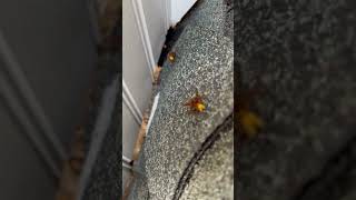 European Hornet Nest Removal [upl. by Sophi980]