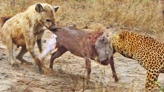 Leopard and Hyena Break Warthog Apart While Still Alive [upl. by Yslehc]