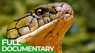 Wild Indonesia  Episode 1 Islands of Monsters  Free Documentary [upl. by Drallim476]