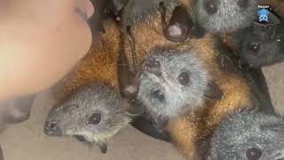 Daily life in Merryns aviary checking baby bellies and blossom [upl. by Nairrad52]