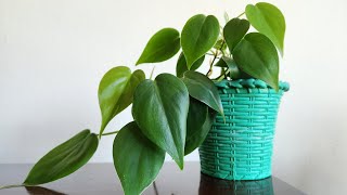 Heartleaf Philodendron Propagation and Care [upl. by Olimac]