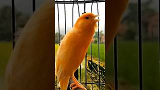 Your canary will soon be singing—meet Mr Six—Canary Training Song [upl. by Kissiah]