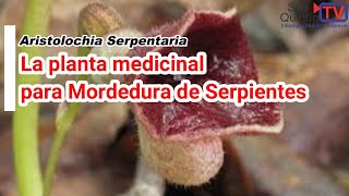 La planta medicinal para mordedura de serpientes [upl. by Aracat23]