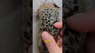 3 Katak Unik di Dunia yang terakhir Katak Trypophobia faktaunik shorts [upl. by Adela648]