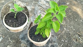 How to grow coleus aromaticus from cutting  my agriculture [upl. by Annayehc]