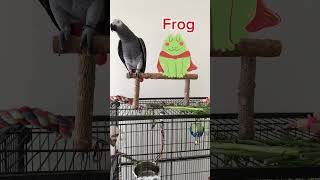 African Grey Parrot Says Come Here Mommy the Frog Says RIBBET RIBBET [upl. by Meedan]