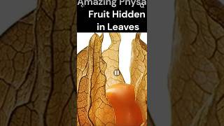 Physalis fruitbenefits amp uses caps gooseberry golden berry health tips amazingfacts malabarplum [upl. by Leamaj]