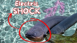 Fish that gives ELECTRIC SHOCK Eel fish funtrivia funfacts [upl. by Somerville957]