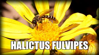 HALICTUS FULVIPES ♂ en Euryops chrysanthemoides  🐝 ABEJAS [upl. by Abekam]