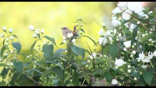 Beautiful Dawn Chorus Birdsong  Nature Sounds [upl. by Aianat]