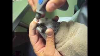 Parrot Beak Trim by Dr G African Grey Parrot [upl. by Sup]