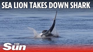 Sea Lion violently takes down Blue Shark in California [upl. by Collayer]