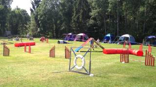 Mittelspitz agility [upl. by Soneson]