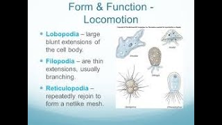 Subphylum Sarcodina  Types of Pseudopodia [upl. by Sale]