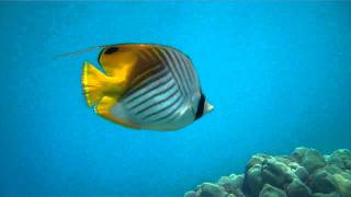 Threadfin Butterflyfish [upl. by Eilloh506]