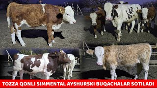 Tozza Simmental va Ayshurski Buqachalarni Zorlari Sotiladi Qoni Tozza 100 Taligi [upl. by Enaasiali509]