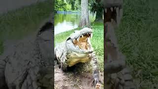 crocodilian amazingfacts crocodille animals crocodile wildlife factsinhindi comedy श्रीk [upl. by Ronyam]