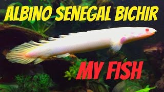 Polypterus senegalus  Albino Senegal Bichir [upl. by Neenaej628]