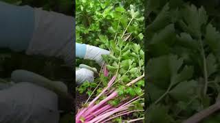 celeryvegetableplantingvegetableseedshomeplanting farming garden [upl. by Ibot]