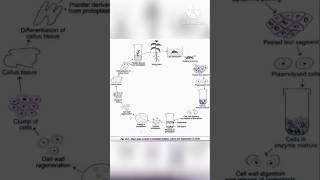 Protoplast isolation and culture  Easy notes mystery soni [upl. by Rollins827]