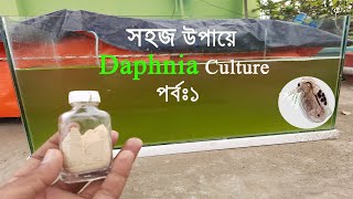 How to culture DAPHNIA manga easy way সহজে কিভাবে DAPHNIA চাষ করবেন [upl. by Allerim]