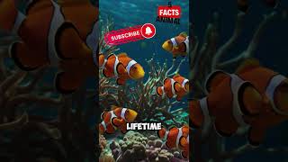 🐠 Discovering Fascinating Facts About Clownfish  Underwater Wonders 🌊 animalfacts facts [upl. by Anella678]