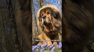 Tibetan Mastiff 🐶 The King Of Fluffy Giants [upl. by Erdne168]