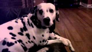 Zena The Dalmatian Singing To Coronation Street [upl. by Elonore855]