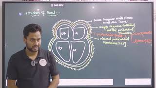 Lymphatic System in Hindi  Lymph  Lymph Nodes  Lymph Vessels  NEET [upl. by Nelyt]