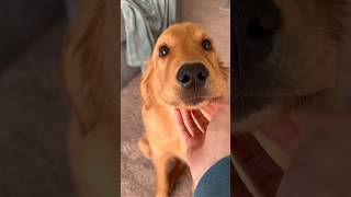 Sweet golden retriever puppy gives kisses goldenretriever puppy doglife dogshorts puppies [upl. by Lud]