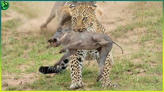 10 Moments of Cheetahs Hunting Their Prey [upl. by Reggie701]