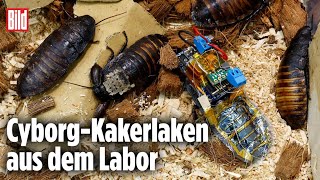 CyborgKakerlaken könnten in der Zukunft Menschen retten [upl. by Derag]