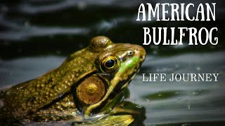 AMERICAN BULLFROG LIFE JOURNEYanimals facts frog [upl. by Akiemahs950]