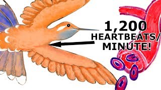 What BloodCirculatory System Do AVIANSBIRDS Have [upl. by Karilla198]