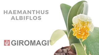 Haemanthus albiflos [upl. by Frohman]