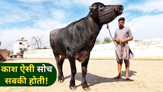 Super Quality Murrah Bull SIDHU BULL Budh Singh Wala from Dairy farm of Punjab India [upl. by Eihcra662]