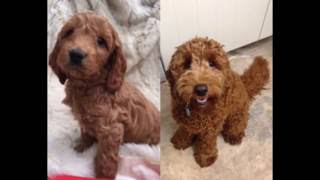 FUDGE the Cockapoo BIRTH to ONE YEAR [upl. by Inalaek]