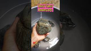 Batu Turly Untuk Aquascape batuturly batuaquarium batuaquascape [upl. by Armmat23]