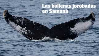 Ballenas jorobadas en Samaná [upl. by Vita]