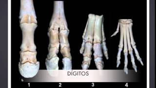 Osteología de Miembro Anterior y Posterior de los Animales Domésticos [upl. by Jo-Anne]