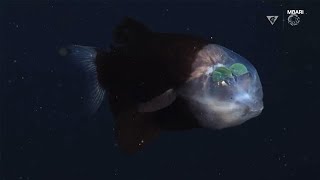 Bizarrelooking fish with transparent head spotted swimming in deep waters off CA coast  ABC7 [upl. by Kahcztiy]