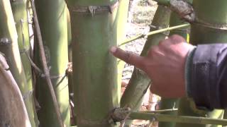 Chapter 1 Bamboo Selection and Harvesting [upl. by Rochemont]